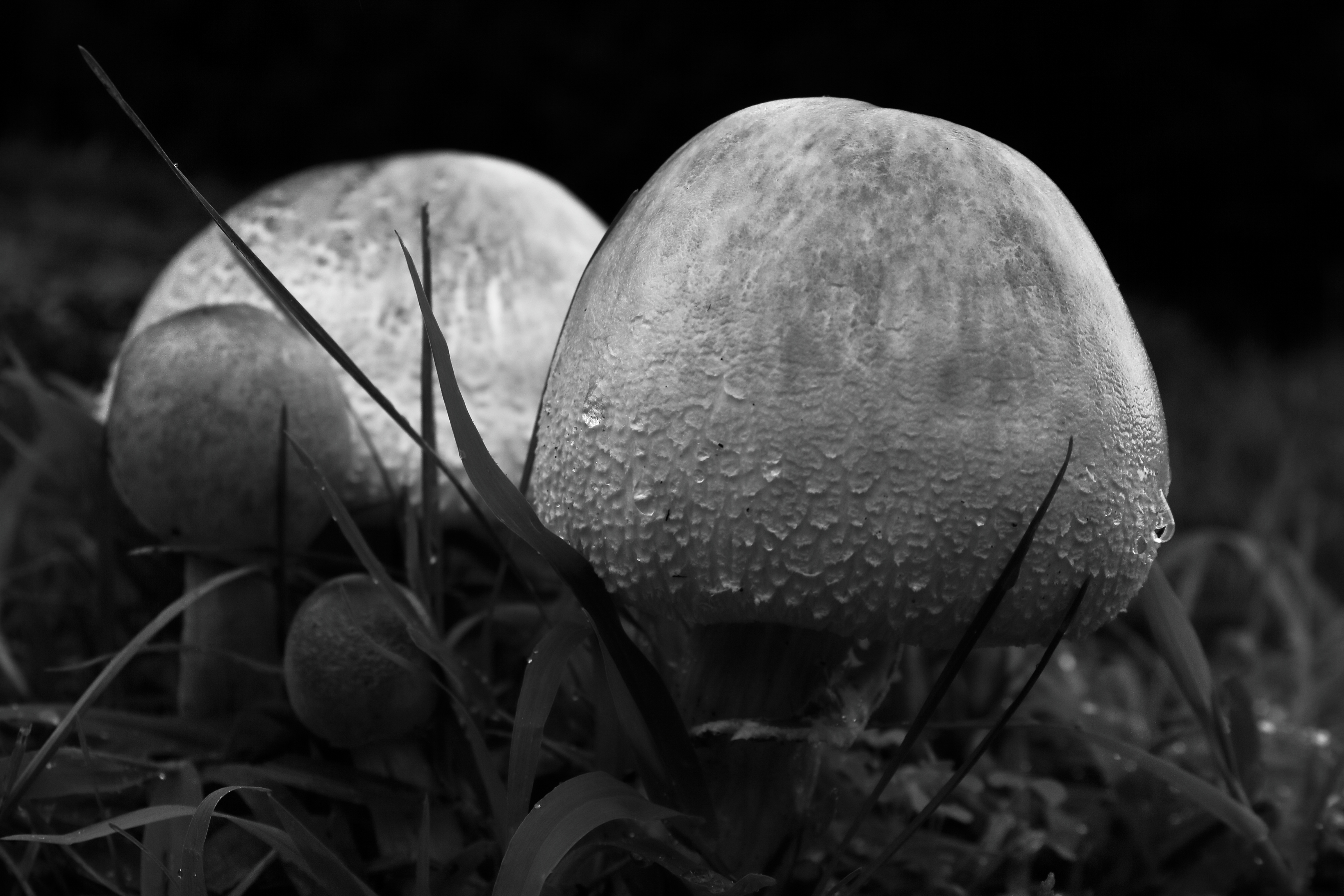 2011 08 15 IMG 35935ebw
